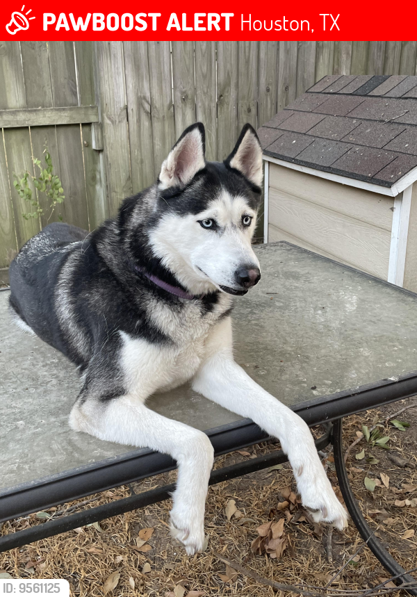 Houston, TX Lost Female Dog, Suka Is Missing | PawBoost