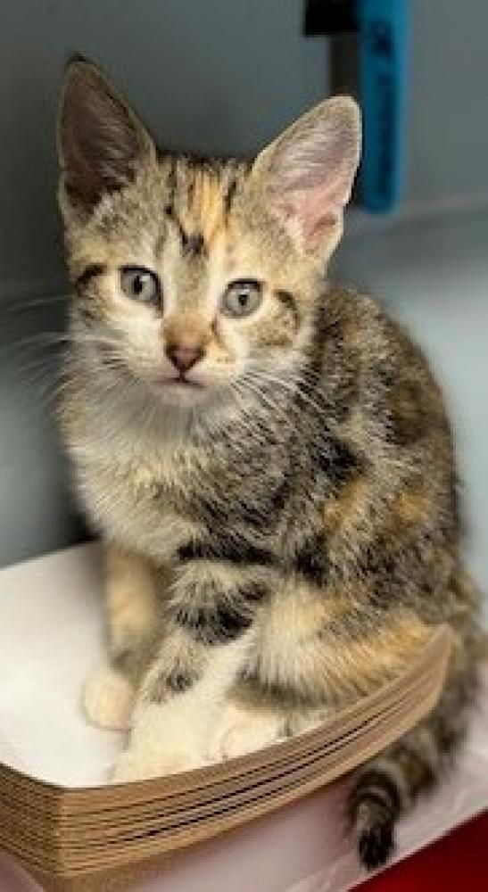 Shelter Stray Female Cat last seen Near BLOCK W TENNESSEE ST, TALLAHASSEE FL 32304, Tallahassee, FL 32311