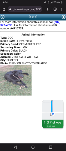 Lost Male Dog last seen 71st Ave and Wire Ave, Phoenix, AZ 85043