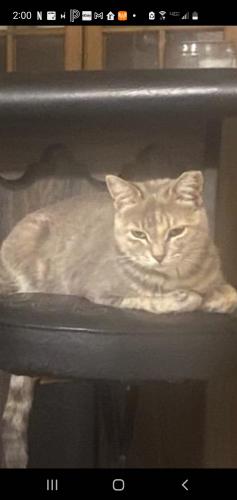 Lost Female Cat last seen 12th and Valencia , Tucson, AZ 85706