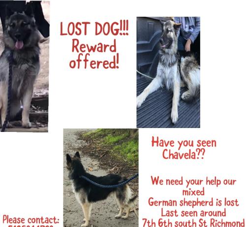 Lost Female Dog last seen 7th 6th south st Richmond CA, Richmond, CA 94808