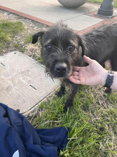Found/Stray Female Dog last seen Near E 160th Place South Holland Illinois, South Holland, IL 60473