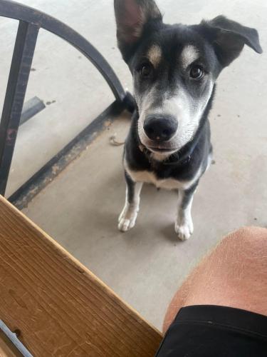 Lost Male Dog last seen Hawes and Riggs, Queen Creek, AZ 85142