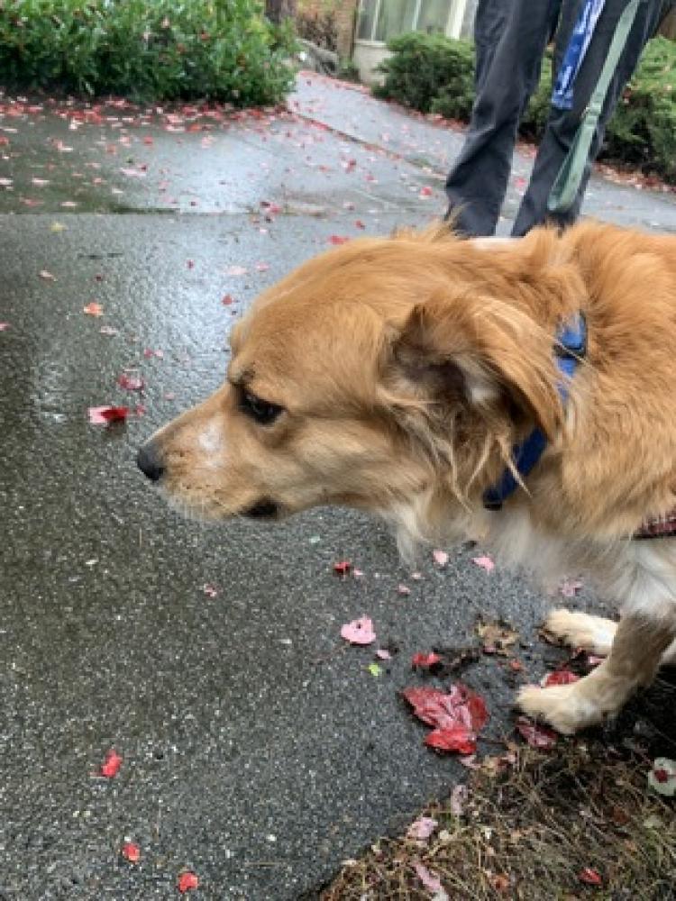 Shelter Stray Female Dog last seen Seattle, WA 98108, Seattle, WA 98119