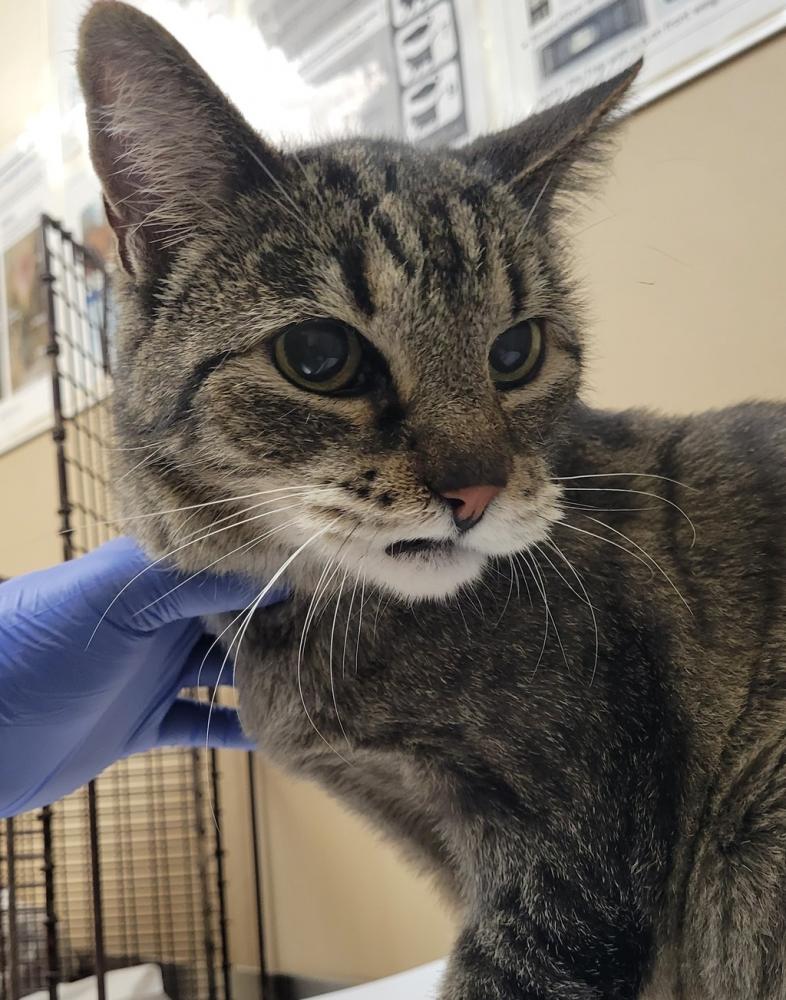 Shelter Stray Male Cat last seen WA, Spokane, WA 99212