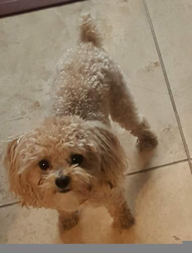 Lost Male Dog last seen Berrywood Court & Chamber Rd, McDonough, GA 30253