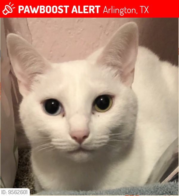 Lost Female Cat last seen Mice Dr., Arlington, TX 76016
