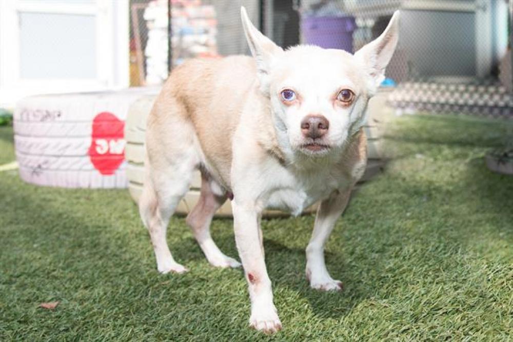Shelter Stray Male Dog last seen , Santa Monica, CA 90404