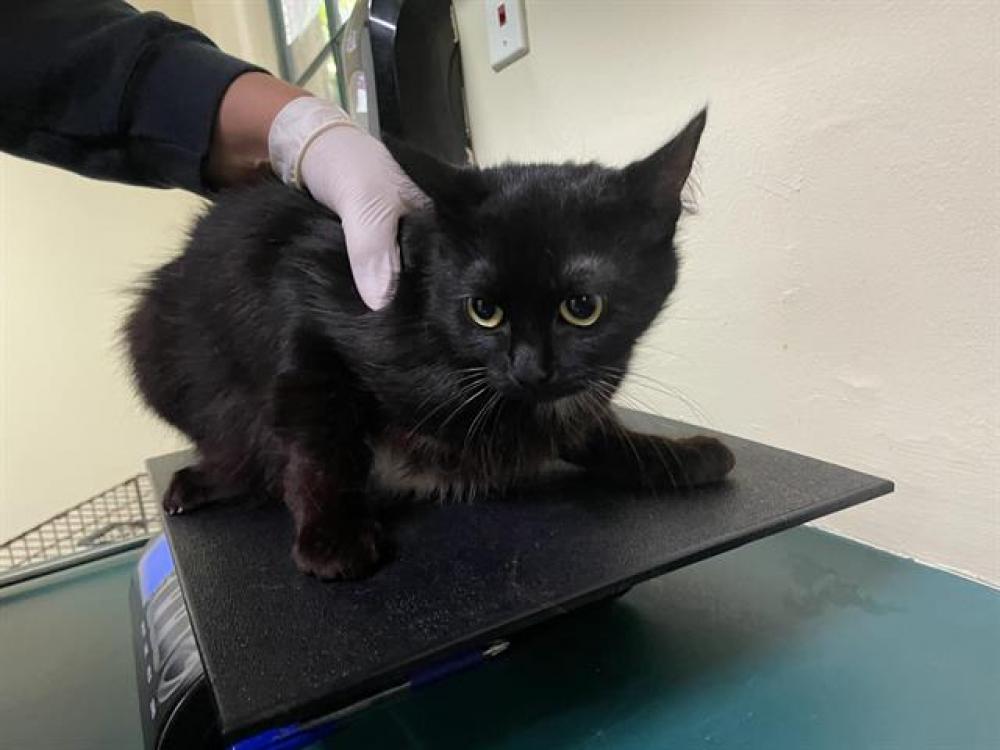 Shelter Stray Female Cat last seen Near BLOCK WALNUT, Pasadena, CA 91105