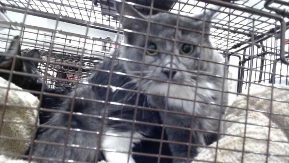 Shelter Stray Female Cat last seen BAYVIEW, San Francisco, CA 94103