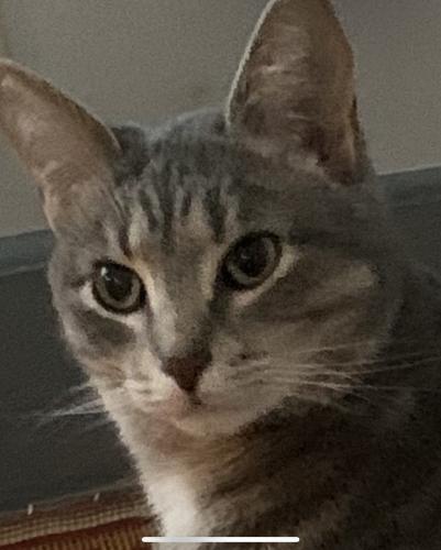 Lost Female Cat last seen Wisconsin Ave , Milwaukee, WI 53208
