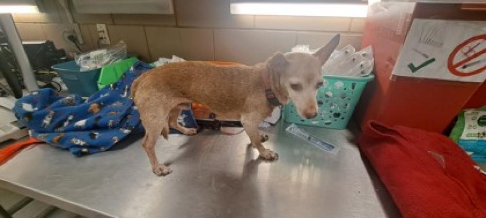 Shelter Stray Male Dog last seen loyce, 75149, TX, Mesquite, TX 75149