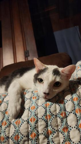 Lost Male Cat last seen Don's use cars, Flowery Branch, GA 30542