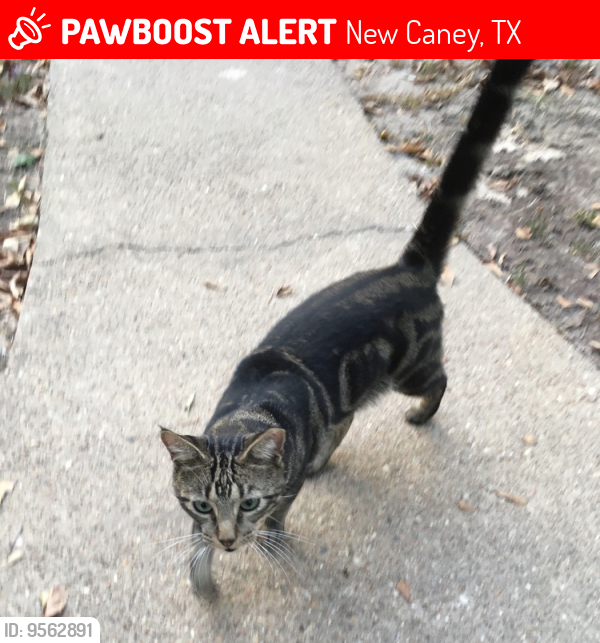 Lost Male Cat last seen Kent Dr, New Caney, TX 77357