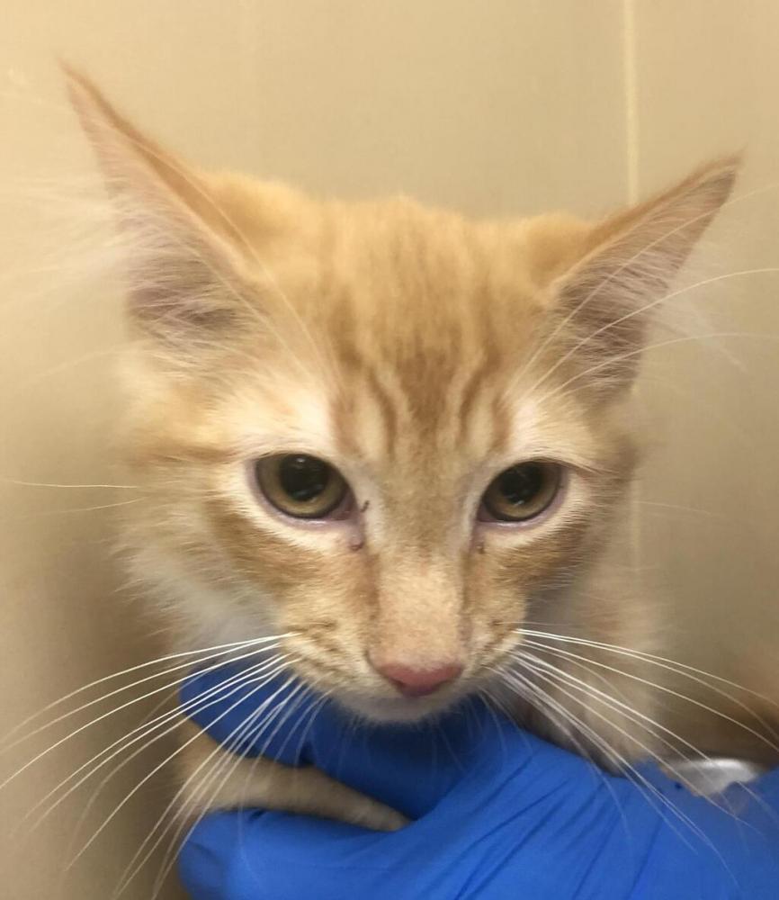 Shelter Stray Male Cat last seen Near S Linke Road, GREENACRES, WA, 99016, Spokane, WA 99212
