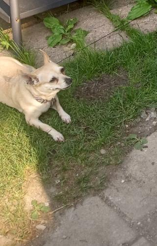Lost Female Dog last seen Near Capitol drive , Milwaukee, WI 53216