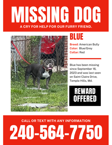 Lost Male Dog last seen Saint Clair Drive, Temple Hills, MD, Marlow Heights, MD 20748