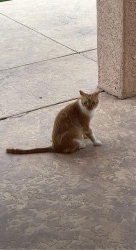 Lost Female Cat last seen Near E Paseo San Ardo, Tucson, AZ 85747
