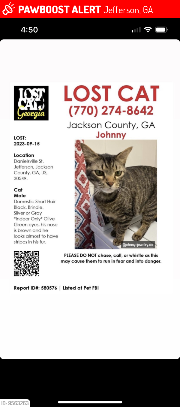 Lost Male Cat last seen Danielsville Street, Jefferson, GA 30549
