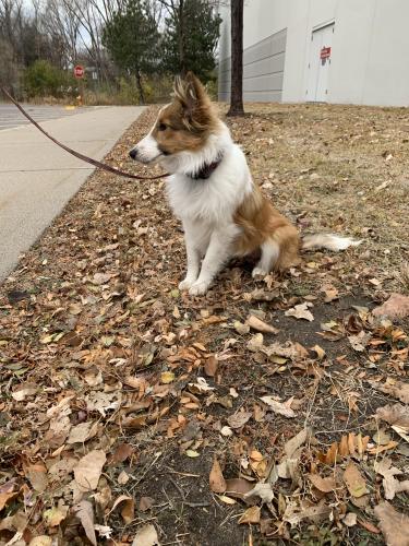 Lost Female Dog last seen At my hse. Ran from the yard after something spooked her, Elk River, MN 55330