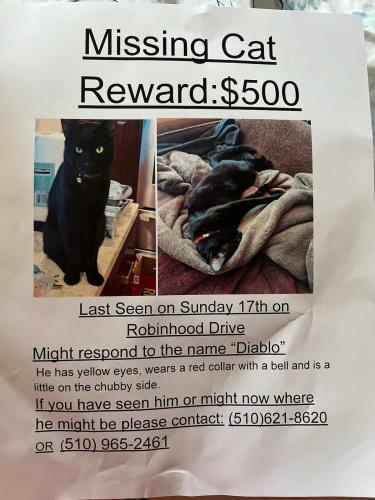 Lost Male Cat last seen san pablo dam rd, El Sobrante, CA 94803