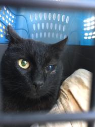 Lost Male Cat last seen Near N Bronson Ave, Los Angeles, CA 90028