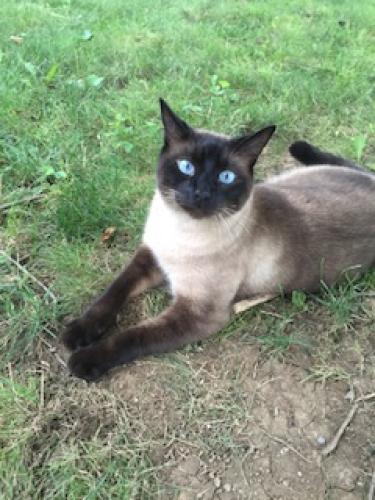 Lost Male Cat last seen Holly Avenue, Fairfax, VA 22030