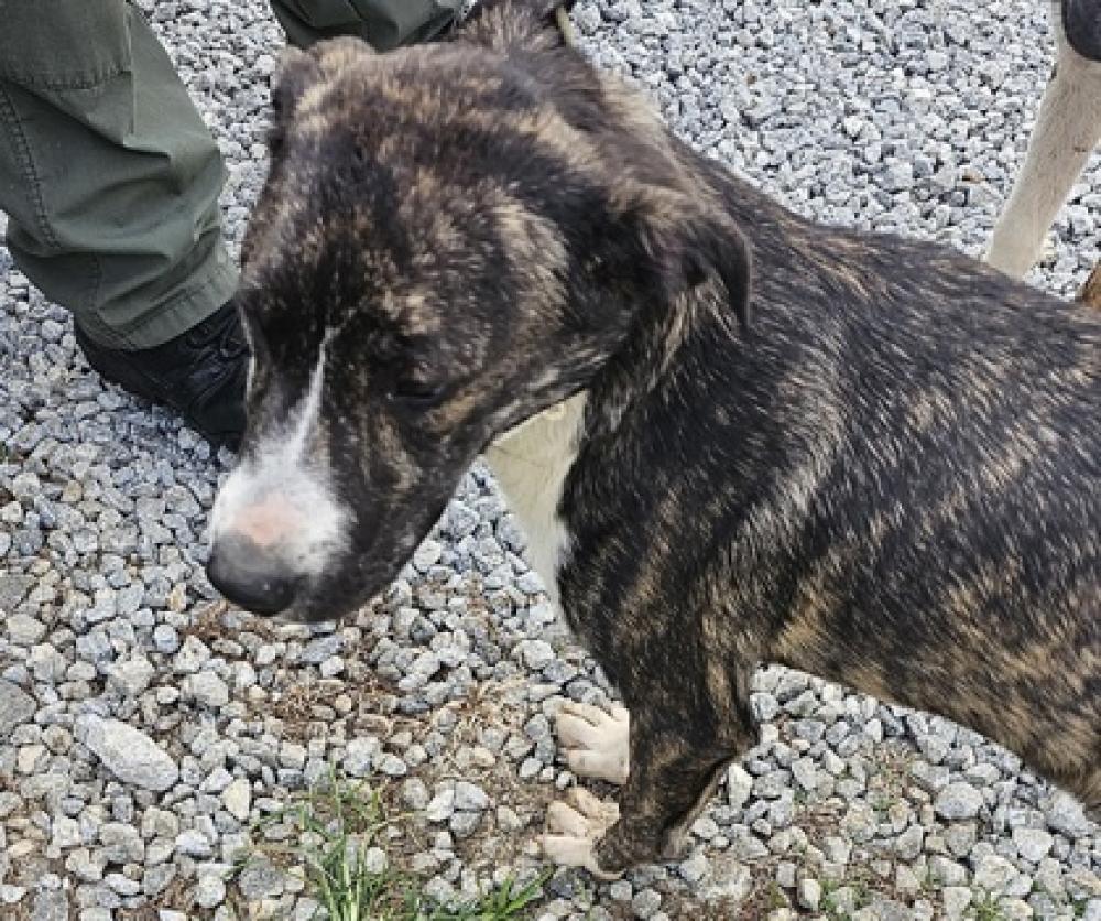 Shelter Stray Female Dog last seen Easley, SC 29640, Pickens, SC 29671
