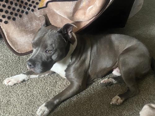 Lost Male Dog last seen Pikes Peak and academy, Colorado Springs, CO 80904