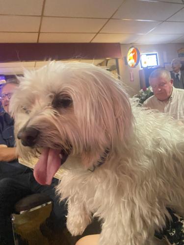 Lost Male Dog last seen Molly’s Bar Tijeras, NM, NM-333, NM 87015