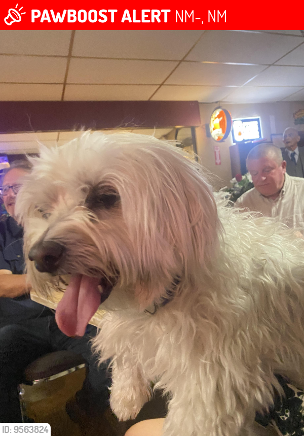 Lost Male Dog last seen Molly’s Bar Tijeras, NM, NM-333, NM 87015