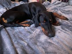 Reunited Male Dog last seen 13th and duboce st San Francisco, San Francisco, CA 94103