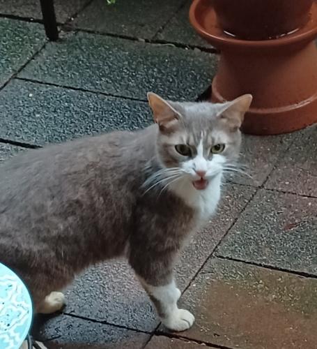 Found/Stray Female Cat last seen Stedwick Rd and Montgomery Village Avenue , Montgomery Village, MD 20886