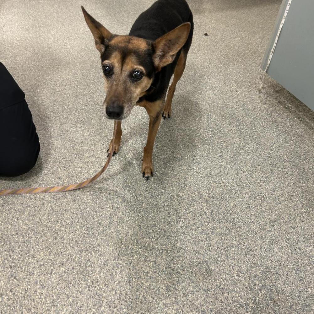 Shelter Stray Female Dog last seen , Jacksonville, FL 32216