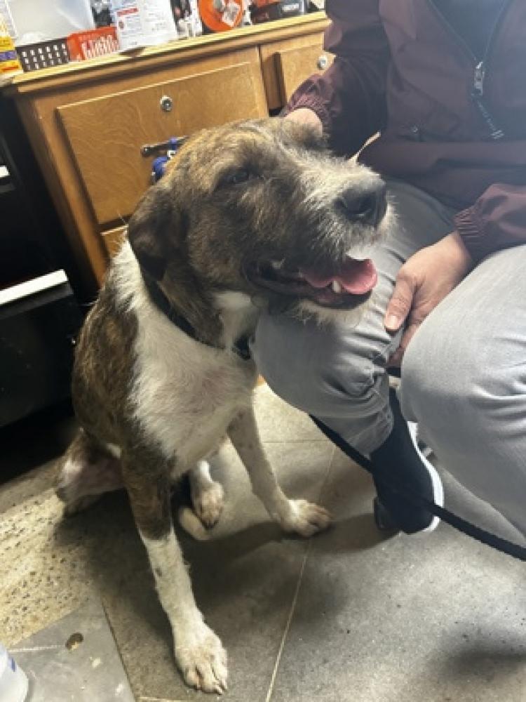 Shelter Stray Female Dog last seen , GA , Carrollton, GA 30117