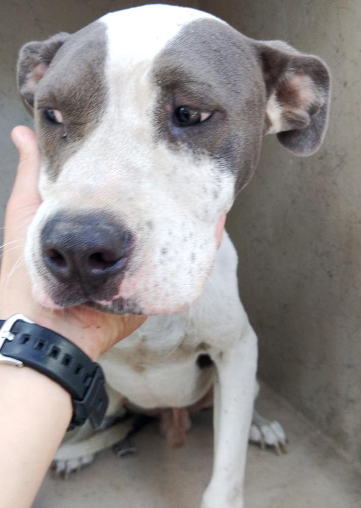 Shelter Stray Male Dog last seen Near Whitney Street, LAFAYETTE, LA, 70501, Lafayette, LA 70507