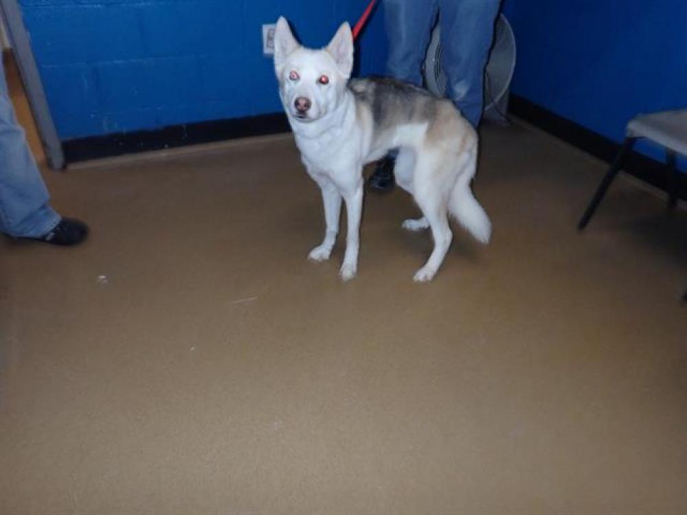 Shelter Stray Female Dog last seen ST CHARLES CO, St. Peters, MO 63376