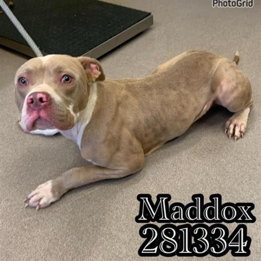 Shelter Stray Male Dog last seen N. MUMFORD RD, Macon, GA 31216