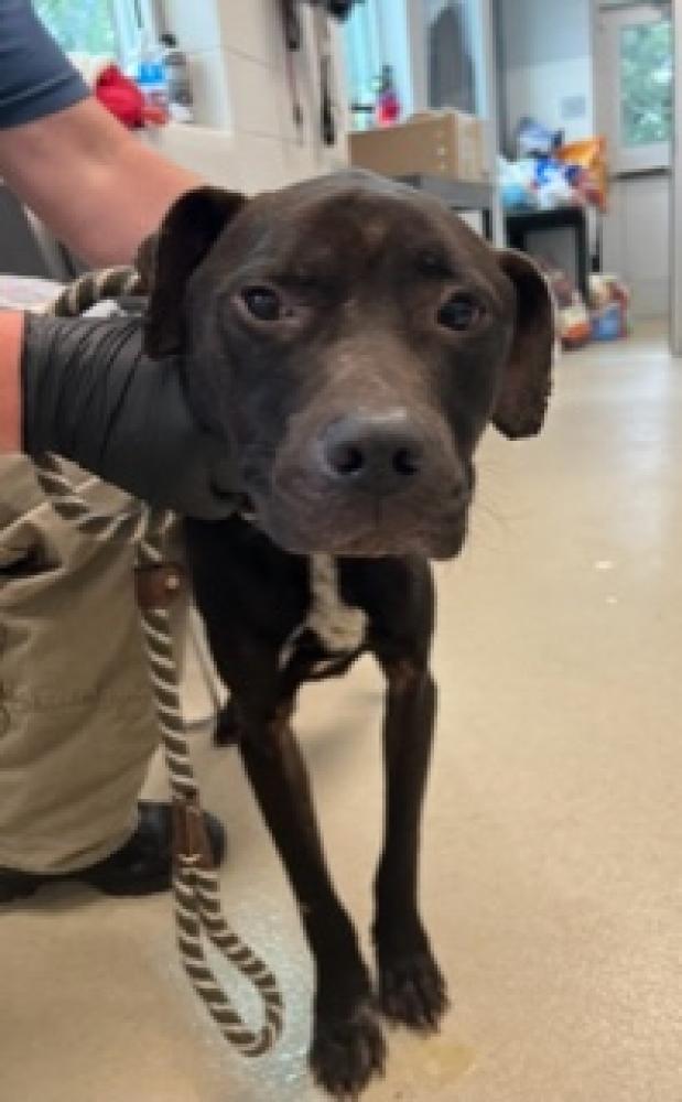 Shelter Stray Male Dog last seen ALAMANCE COUNTY, Green Level, NC 27217
