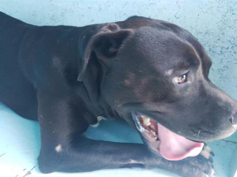 Shelter Stray Male Dog last seen Near BLOCK NW 12 AV, FORT LAUDERDALE FL 33311, Davie, FL 33312