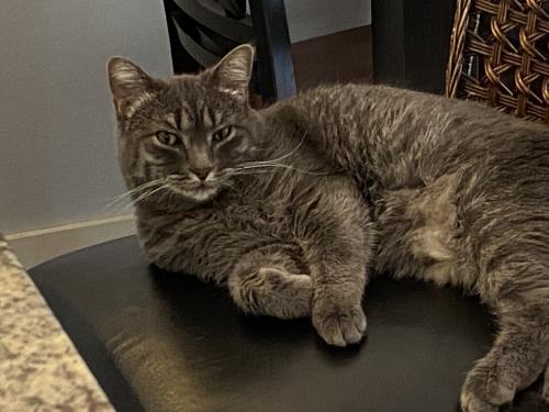 Lost Female Cat last seen Brown Road South in Wayzata / Long Lake - could be down on the loose line.  Corner of Willow and Brown Road, Wayzata, MN 55391