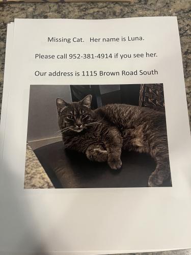 Lost Female Cat last seen Near brown road south, wayzata mn 55391, Wayzata, MN 55391