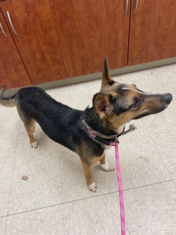 Shelter Stray Female Dog last seen Hamilton, OH 45013, West Chester Township, OH 45011