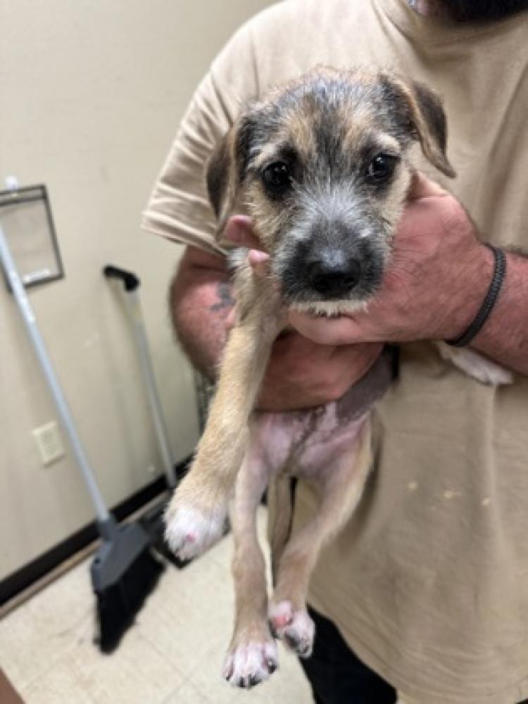 Shelter Stray Male Dog last seen Near Waldrop, 75126, , Mesquite, TX 75149