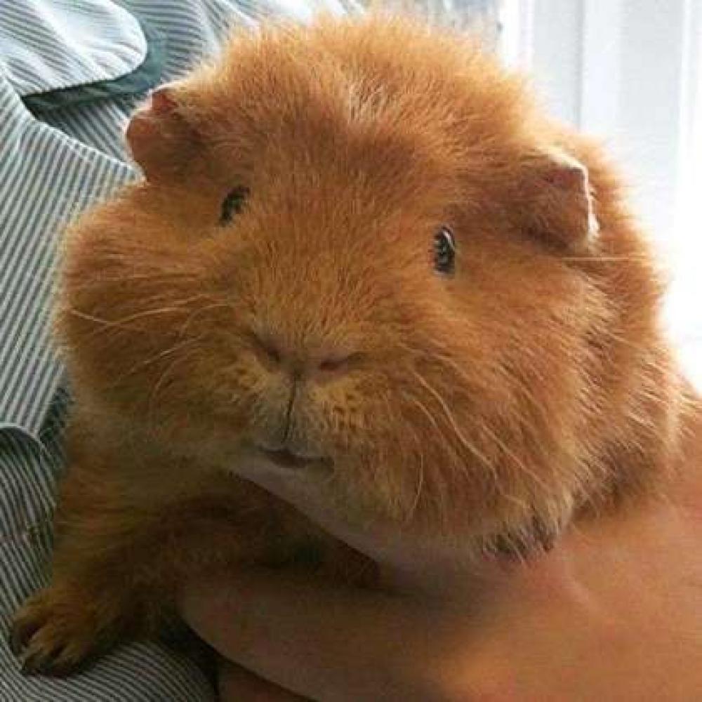Shelter Stray Female Guinea pig last seen Knoxville, TN 37915, Pigeon Forge, TN 37862