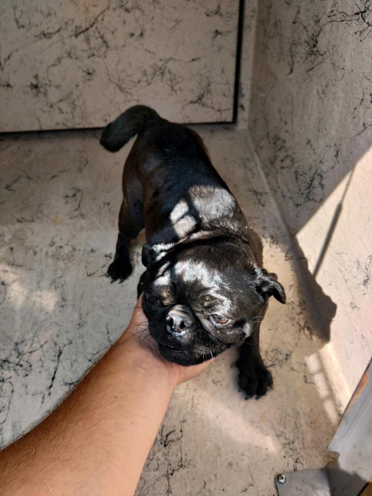 Shelter Stray Female Dog last seen Near Gouaux Road, SCOTT, LA, 70507, Lafayette, LA 70507