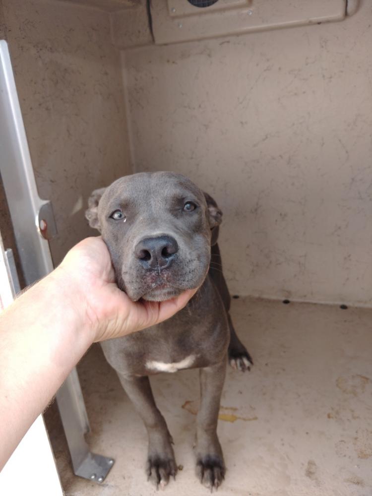 Shelter Stray Male Dog last seen Near Gouaux Road, SCOTT, LA, 70507, Lafayette, LA 70507