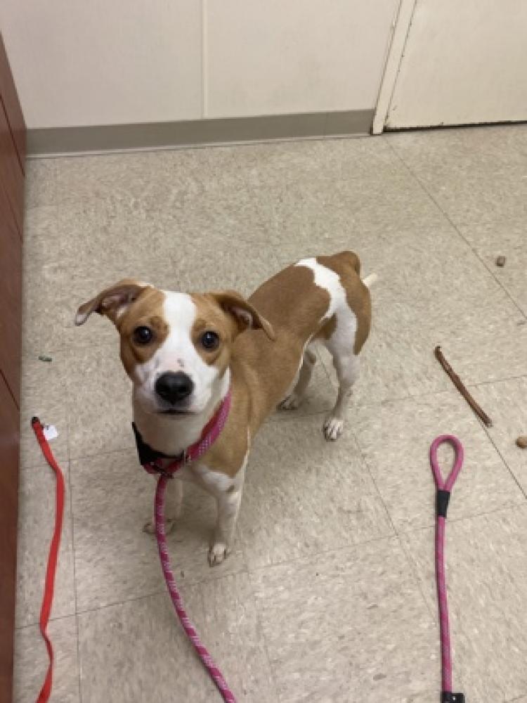 Shelter Stray Female Dog last seen Hamilton, OH 45013, West Chester Township, OH 45011