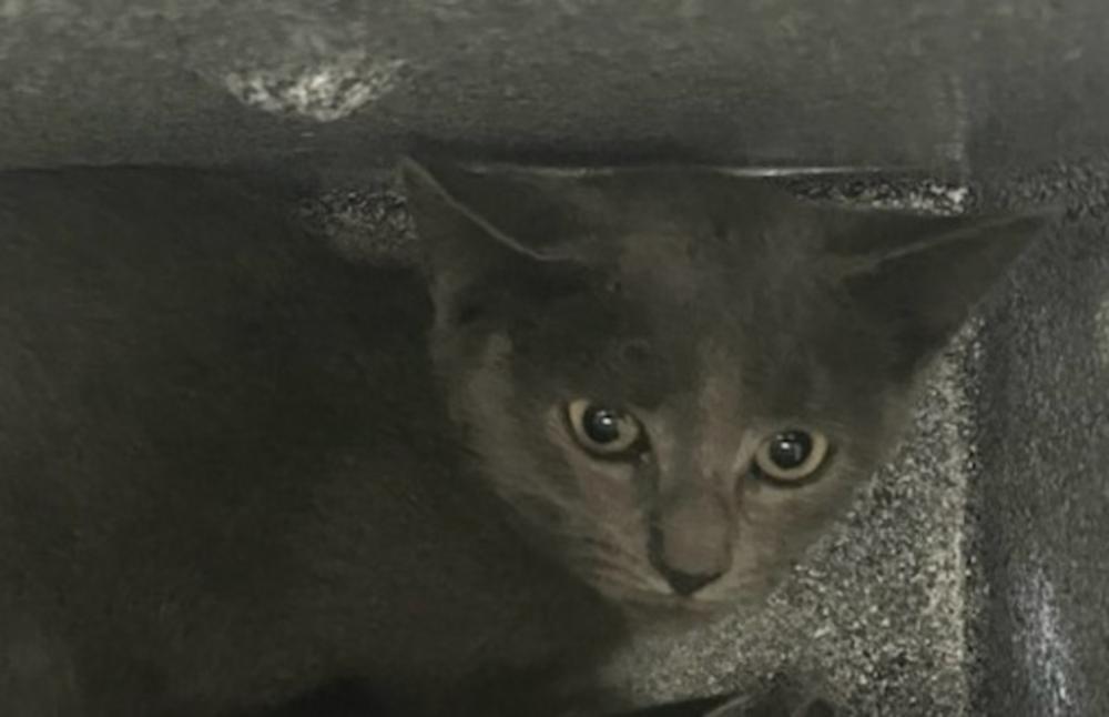 Shelter Stray Female Cat last seen Near Oceanview Avenue, STATEN ISLAND, NY, 10312, Staten Island, NY 10309