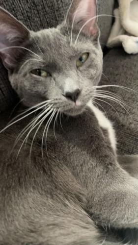 Lost Female Cat last seen 16th and 2nd ave, Newport, MN 55055